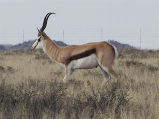 Meet the million rand springbok Meet the million rand springbok