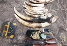 Suspected elephant poachers arrested in Mozambique