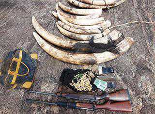 Suspected elephant poachers arrested in Mozambique