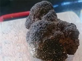 SA produces its first ever black truffle