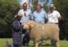 Ram sells for R200 000