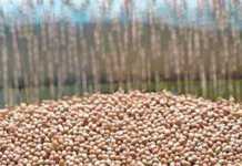 Groundnut production drops to 18 850t