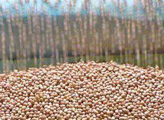 Groundnut production drops to 18 850t