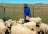 Top Merino genetics for Eastern Cape communal farmers