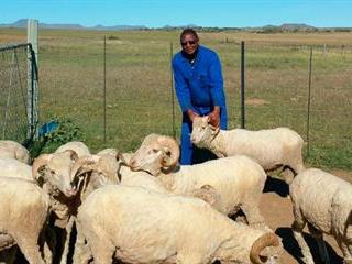 Top Merino genetics for Eastern Cape communal farmers Top Merino genetics for Eastern Cape communal farmers