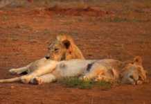 Fresh genetics introduced into uMkhuze lion pride