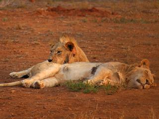 Fresh genetics introduced into uMkhuze lion pride Fresh genetics introduced into uMkhuze lion pride