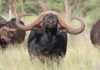 Buffalo bull sold for R168 million