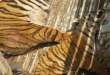 Rise in wildlife poisoning incidents in Limpopo