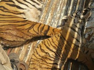 Rise in wildlife poisoning incidents in Limpopo Rise in wildlife poisoning incidents in Limpopo