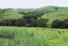 South African Sugar Association on scientific proof