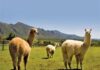 The alpaca is here to stay