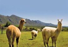 The alpaca is here to stay
