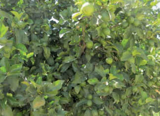 Growing demand for lemons internationally