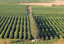 kirkwoord-citrus-farm