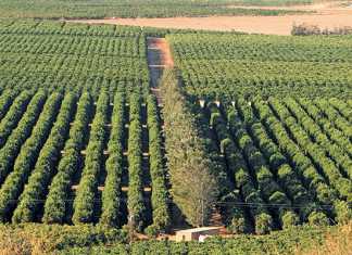 kirkwoord-citrus-farm