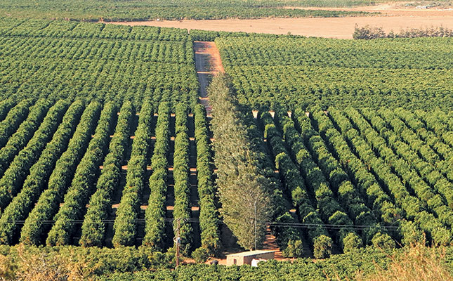 How a family citrus farm became a mega business How a family citrus farm became a mega business