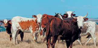 nguni-cross-simbra-and-bonsmara