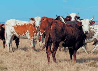 nguni-cross-simbra-and-bonsmara