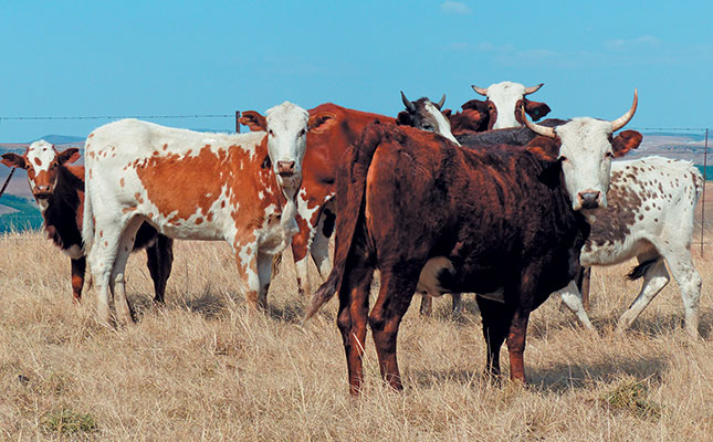 ARC’s top emerging beef farmer beats the odds ARC’s top emerging beef farmer beats the odds
