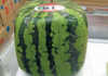 No square watermelons for SA No square watermelons for SA
