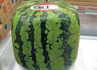No square watermelons for SA