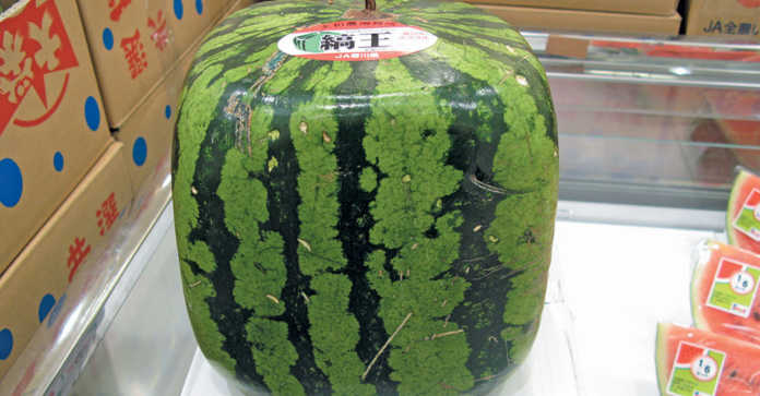 No square watermelons for SA