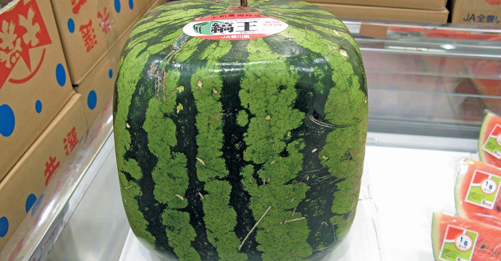 No square watermelons for SA