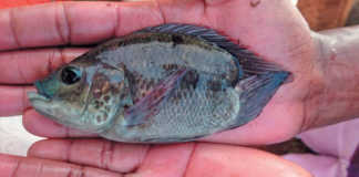 Diseases in the fish farming sector