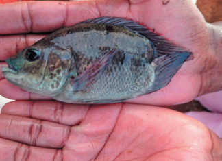 Diseases in the fish farming sector