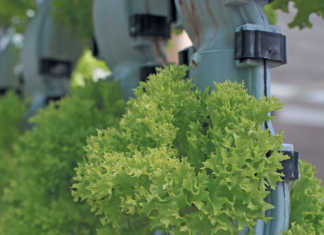 vertical farms