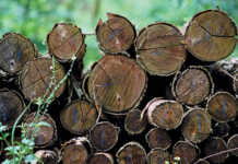 Stronger rand negatively impacts Mondi SA results