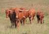 afrikaner-cattle