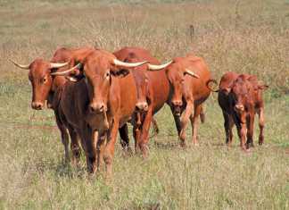 afrikaner-cattle