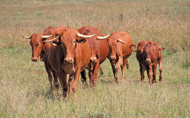 Environmental benefits of Afrikaner cow productivity Environmental benefits of Afrikaner cow productivity