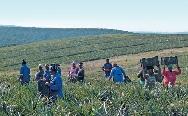 Eastern Cape empowerment project’s R1,5m pineapple crop Eastern Cape empowerment project’s R1,5m pineapple crop
