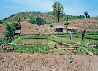 community-fish-farm