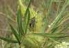 Biological pest control basics crop-pest-milkweed-bug