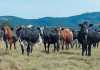 dohne-nguni-cattle-stud