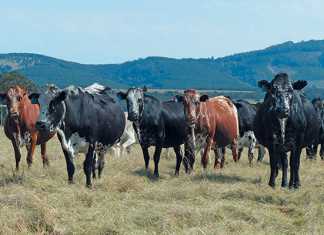 dohne-nguni-cattle-stud