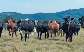 Beef cattle fertility – top Nguni stud raises the bar dohne-nguni-cattle-stud