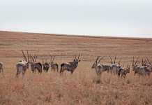 Public comment invited on game meat regulations game meat regulations act