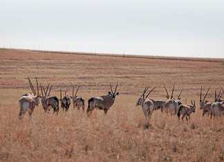 game meat regulations act