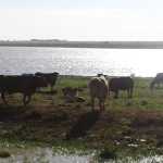 grazing management after the rains