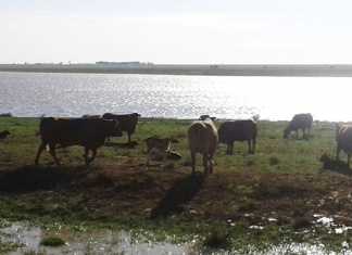 grazing management after the rains
