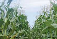 Latest maize supply and demand estimates for 2016/2017 maize-supply