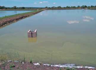 Pond farming will produce the steady high-volume production required.