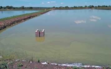 Pond farming will produce the steady high-volume production required.