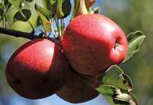 Fruit South Africa and China sign MOU Fruit South Africa and China sign MOU