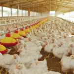 astral-chicken poultry imports